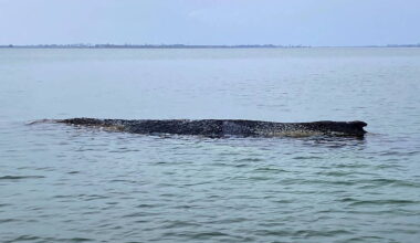 Humpback whale freed by rescuers in Baltic Sea has become stranded again