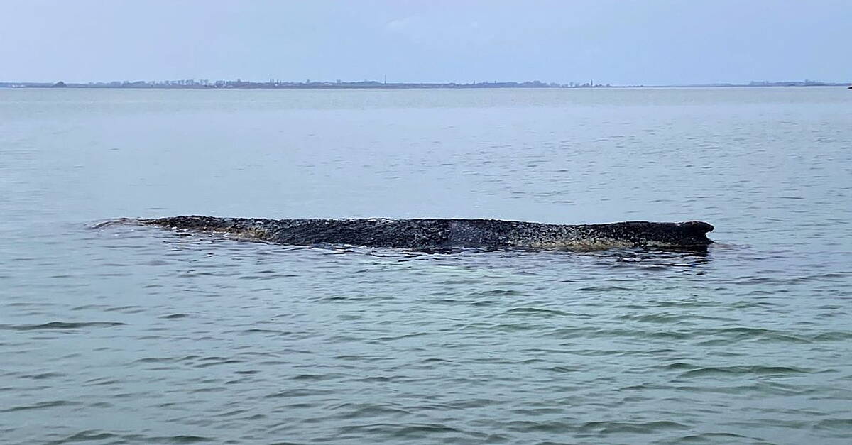 Humpback whale freed by rescuers in Baltic Sea has become stranded again
