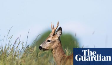 Young country diary: The roe deer are lucky to live on such a glorious hillside | Mammals