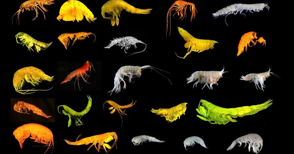 Scientists Just Discovered an Amazing New Superfamily of Creatures Deep in the Ocean – Mother Jones