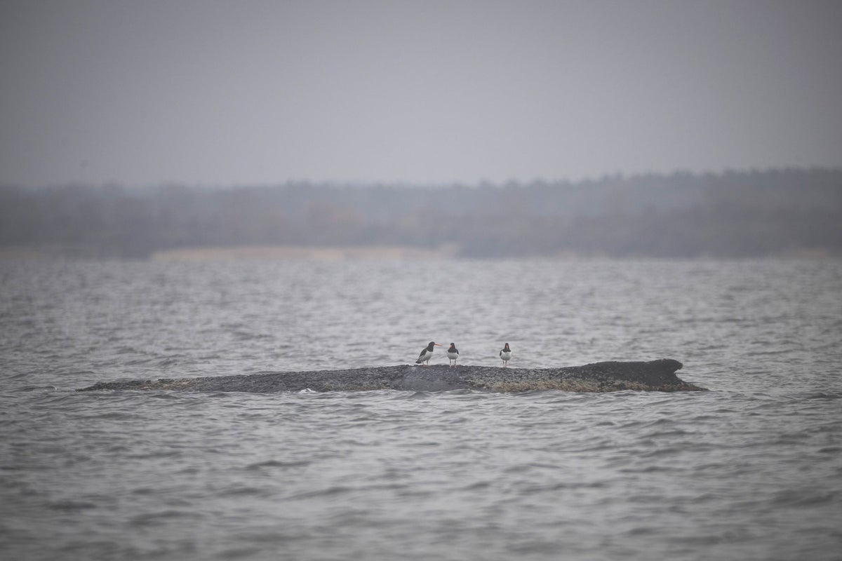 Fears for stranded humpback whale grow again amid signs of injury