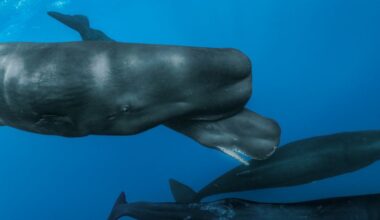 Scientists witness rare sperm whale birth