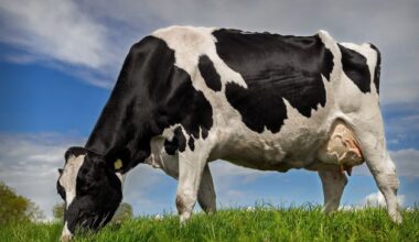 Standard TB skin test may under-diagnose older cows