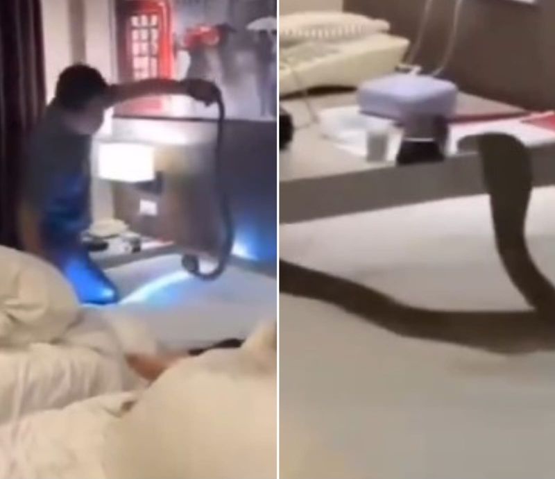 'Why aren't they running?' Couple, cobra and a scary Thailand vacation