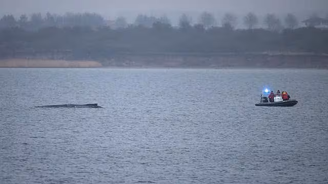 A police inflatable boat approaches a humpback whale lying in the Bay of Wismar, Germany