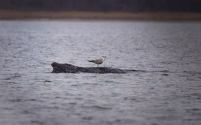 A whale lies on a sandbank in the Bay of Wismar, Germany