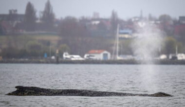 Humpback whale stranded again as odyssey off Baltic Sea coast stretches on