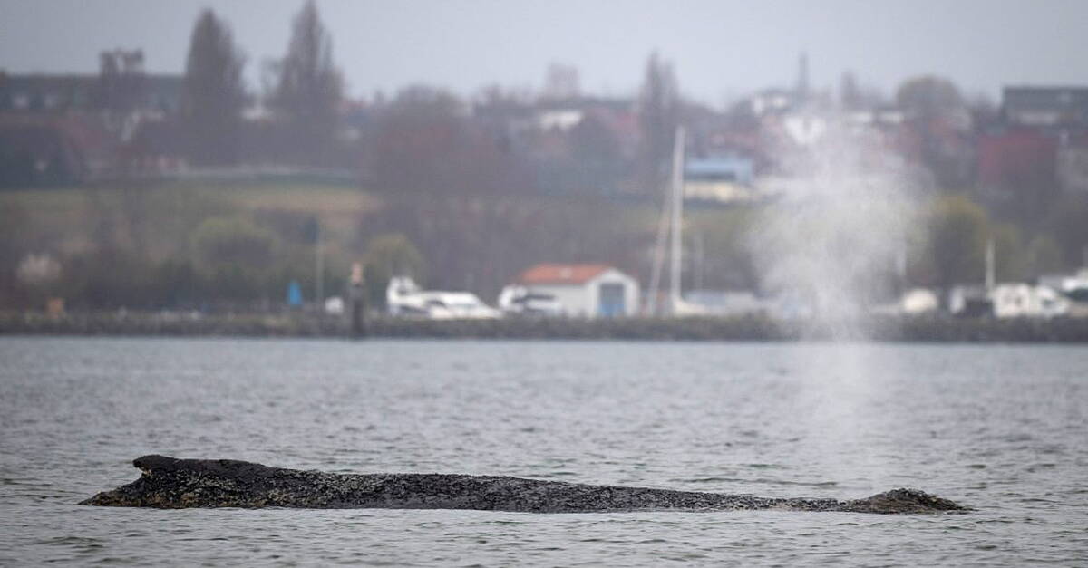 Humpback whale stranded again as odyssey off Baltic Sea coast stretches on