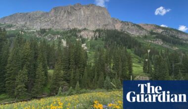 Rise of the shrubs: what happened when scientists heated a Rocky Mountain wildlife meadow by 2C? | Endangered habitats