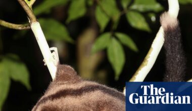 Marsupials previously thought extinct for millennia discovered in New Guinea | Mammals