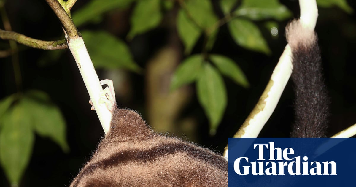 Marsupials previously thought extinct for millennia discovered in New Guinea | Mammals