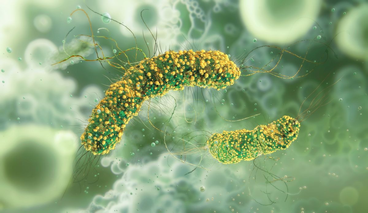 Illustration of Listeria monocytogenes bacteria. These gram-positive, rod-shaped bacteria are human pathogens causing listeriosis 