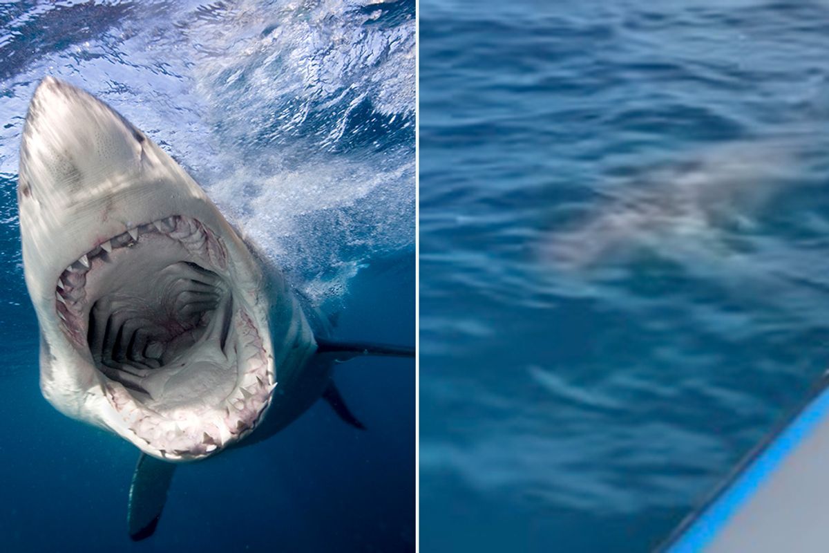 Stock image of a great white shark and another shark in the water