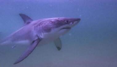 'Extremely rare' great white shark appearance recorded near Vancouver Island