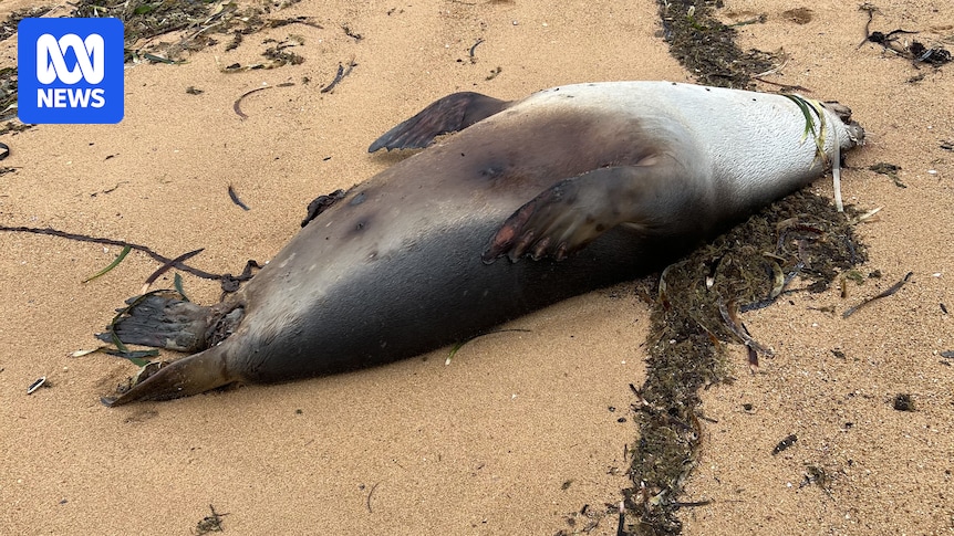 Dolphins and a seal found dead on Eyre Peninsula beaches