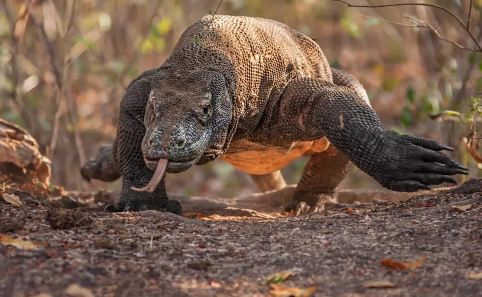 Komodo Dragon Charging