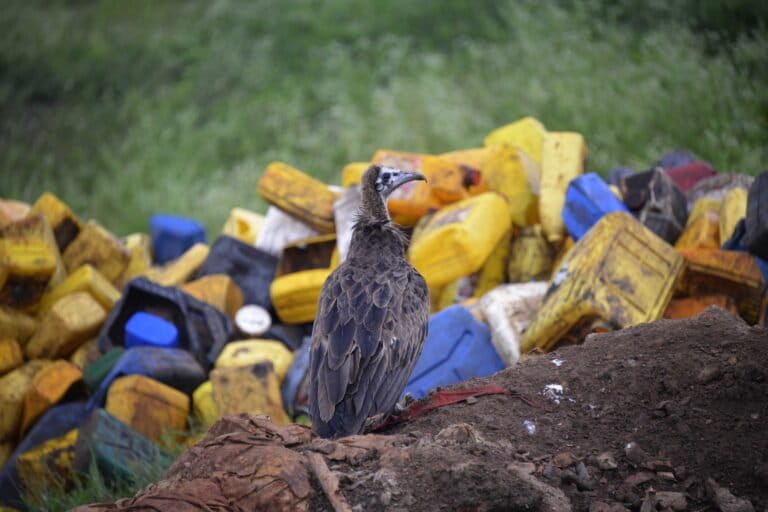 As urban scavengers, hooded vultures are found closer to human settlements, flying around slaughterhouses and landfills.