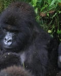 A second set of mountain gorilla twins has been born in DRC's Virunga national park