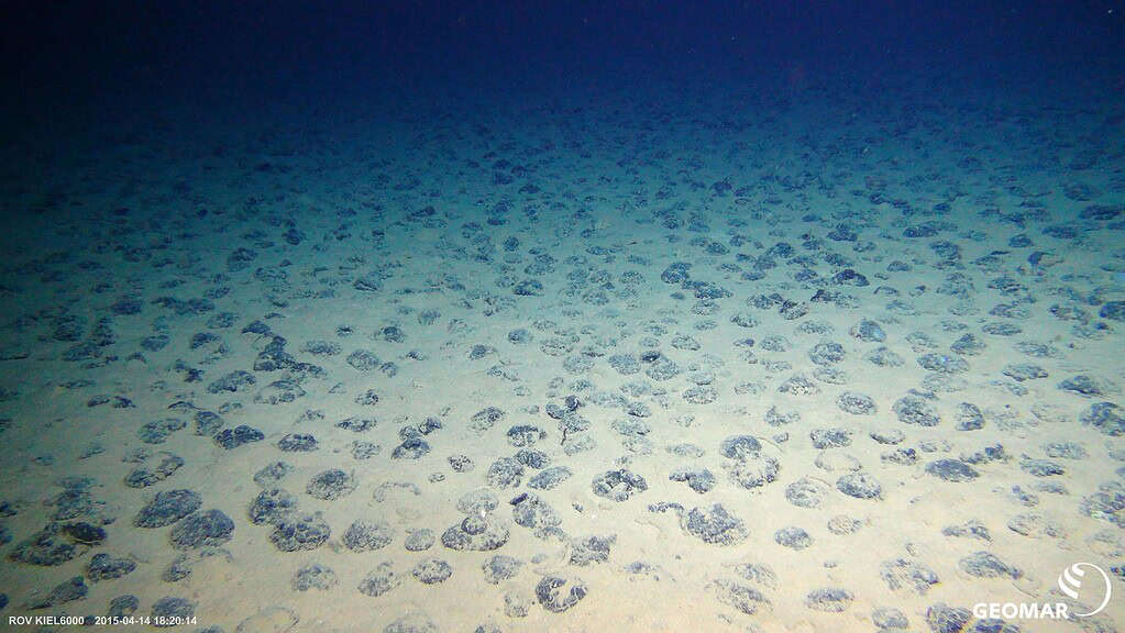 Image of deep sea floor with dark bumpy patches 