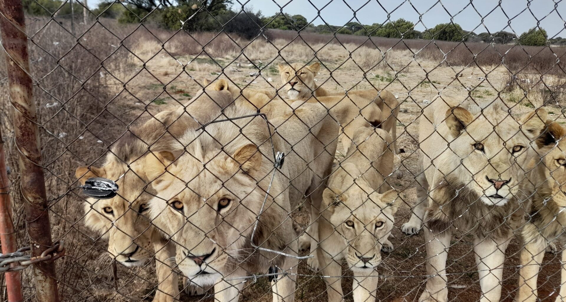 All Nine Provinces Back Ban on New Captive Lion Facilities — But the Hard Work Starts Now