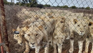 All Nine Provinces Back Ban on New Captive Lion Facilities — But the Hard Work Starts Now