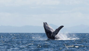 Humpback whales watching during migratory cycle in Otoque