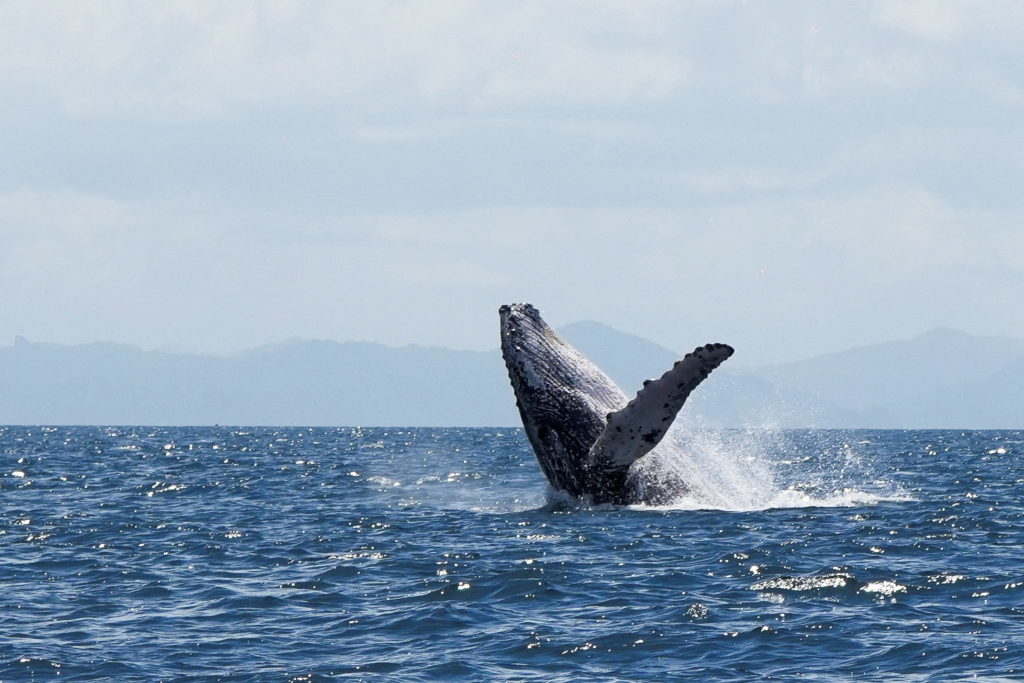 Humpback whales watching during migratory cycle in Otoque