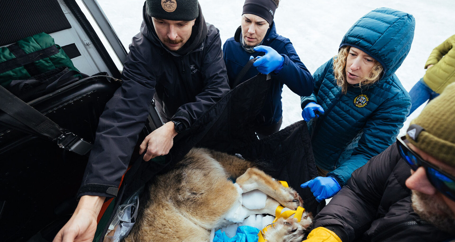 Less Than Half of Colorado's Reintroduced Wolves Have Survived