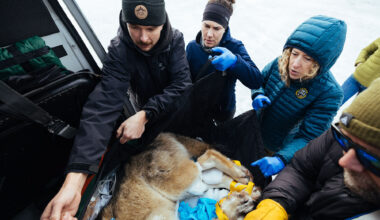 Less Than Half of Colorado's Reintroduced Wolves Have Survived