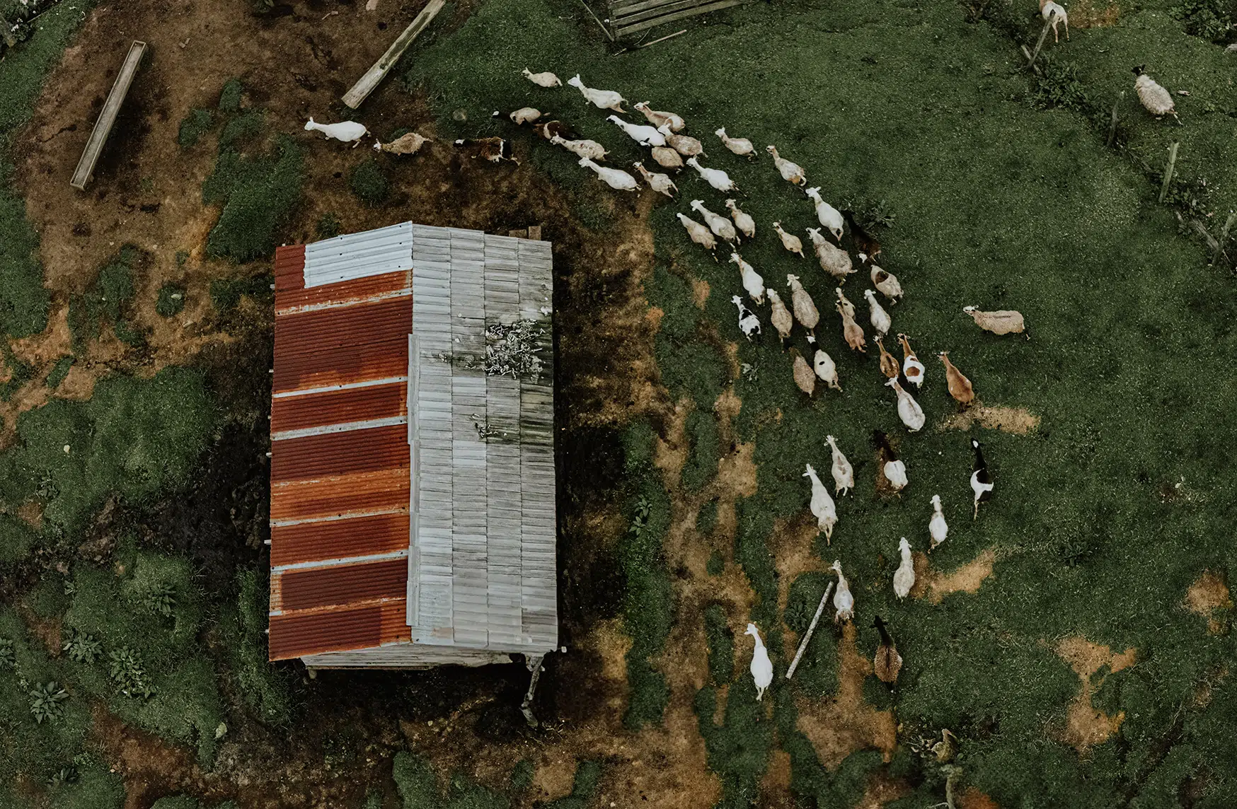Seen from above, a herd of sheep forms a winding line beside a simple rural shelter. The landscape shows worn paths, grass, and earth shaped by daily movement.