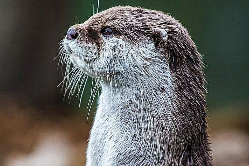 Ireland supports one of the highest stable populations of Otters in Europe.