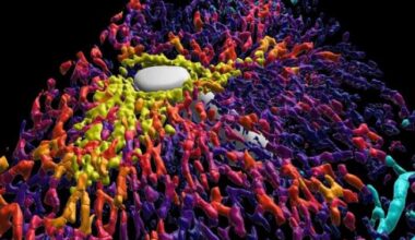 Close-up of a reconstructed human liver lobule in 3D.