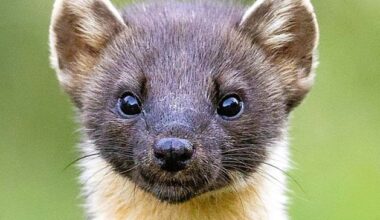 Nature Trail: Pine Martens to be found in every county in Ireland