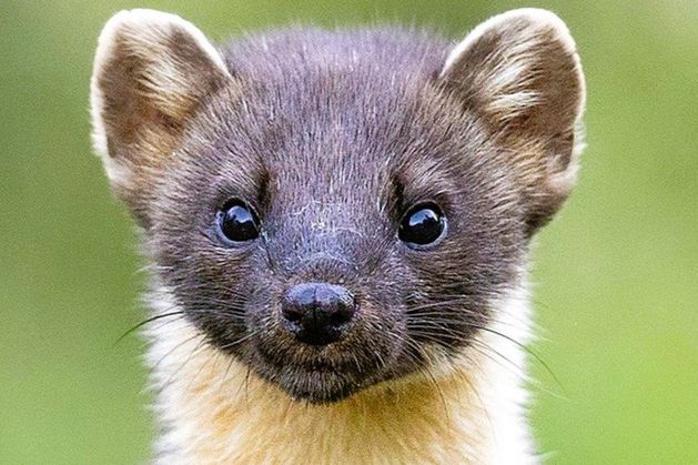 Nature Trail: Pine Martens to be found in every county in Ireland