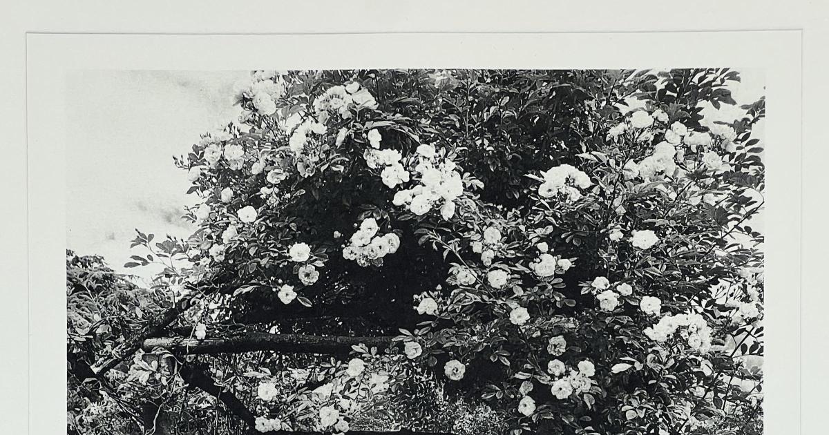 Hidcote transformed into storybook world for new exhibition