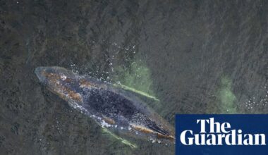 Struggling humpback whale stranded for third time on German coast | Germany