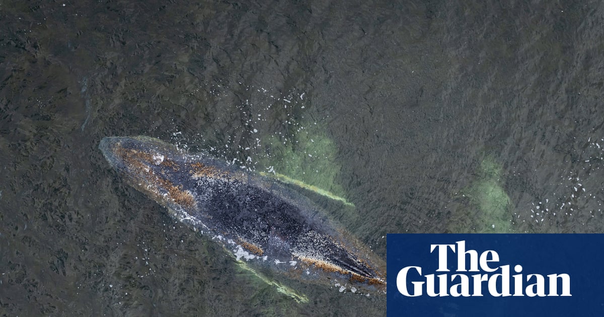 Struggling humpback whale stranded for third time on German coast | Germany