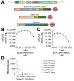 Antigen selection and assay optimization for study of development of multiplex assay to confirm Ebola vaccination. A) Schematic illustration of the rVSV∆G-ZEBOV-GP genome and proteins used in the assay design. Orange indicates the shared portion in GP1 and sGP. del21-nucleoprotein denotes the deletion of the N terminal 21 amino acids of VSV nucleoprotein. B–D) The effect of coupling protein concentration on detection was measured as MFI/50 beads by using mAb114 for EBOV GP1,2 (B) and EBOV sGP (C) and a serum sample from an ERVEBO vaccinee for VSV-P-N (D). Figure created using BioRender (https://www.biorender.com). Avi-tag, Avidin tag; Biot, protein biotinylation; EBOV, Ebola virus; GP, glycoprotein; His-tag, histidine tag; L, large RNA polymerase; M, matrix; mAB, monoclonal antibody; MFI, mean fluorescence intensity; N, nucleocapsid; P, phosphoprotein; P peptide, the first 60 amino acids of the VSV phosphoprotein; rVSV∆G-ZEBOV-GP, recombinant vesicular stomatitis virus where VSV glycoprotein G gene is deleted and replaced with the Ebola virus glycoprotein gene; sGP, secreted glycoprotein; VSV, vesicular stomatitis virus; VSV-P-N, vesicular stomatitis virus nucleoprotein N-terminally fused with P peptide.