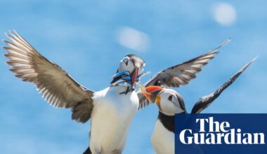 Thousands of seabirds dying on western Europe’s coasts | Somerset