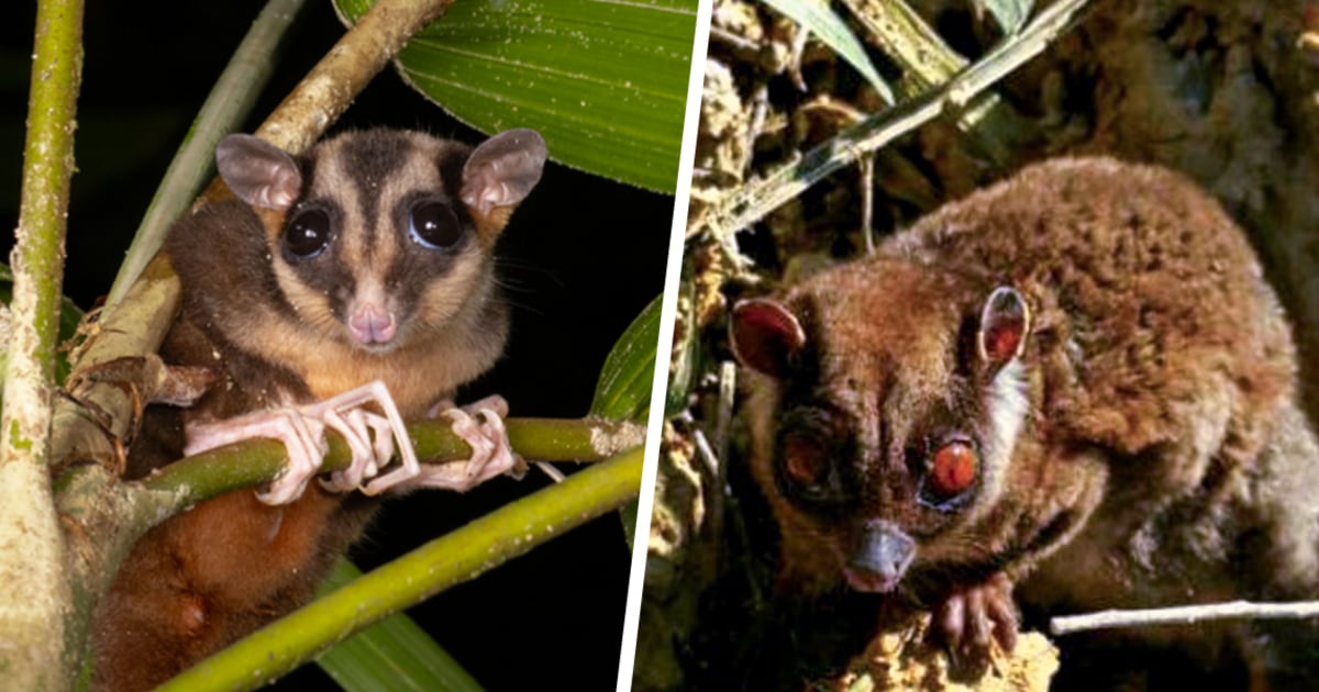 2 'Lazarus' animals thought to be extinct for over 7,000 years found alive in New Guinea