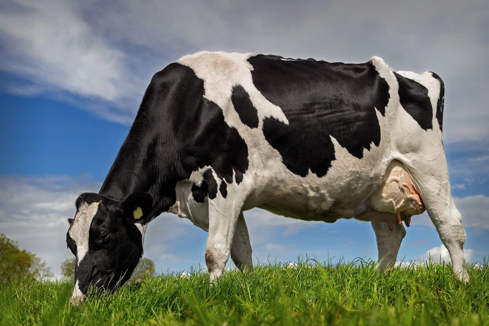 The findings suggest that a significant number of older cows may carry the disease for many years without being caught by the standard annual skin test. Stock image: Getty