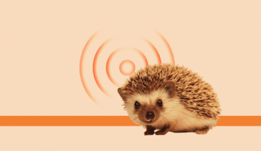Blasting hedgehogs with ultrasound waves ‘will save them from traffic’