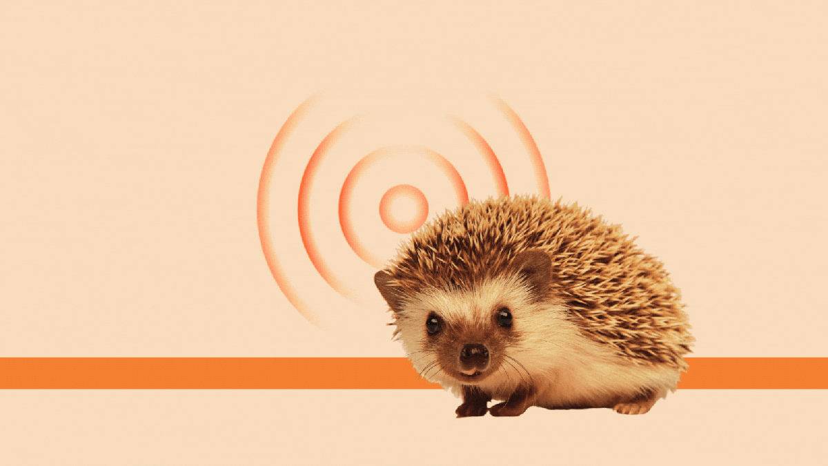 Blasting hedgehogs with ultrasound waves ‘will save them from traffic’