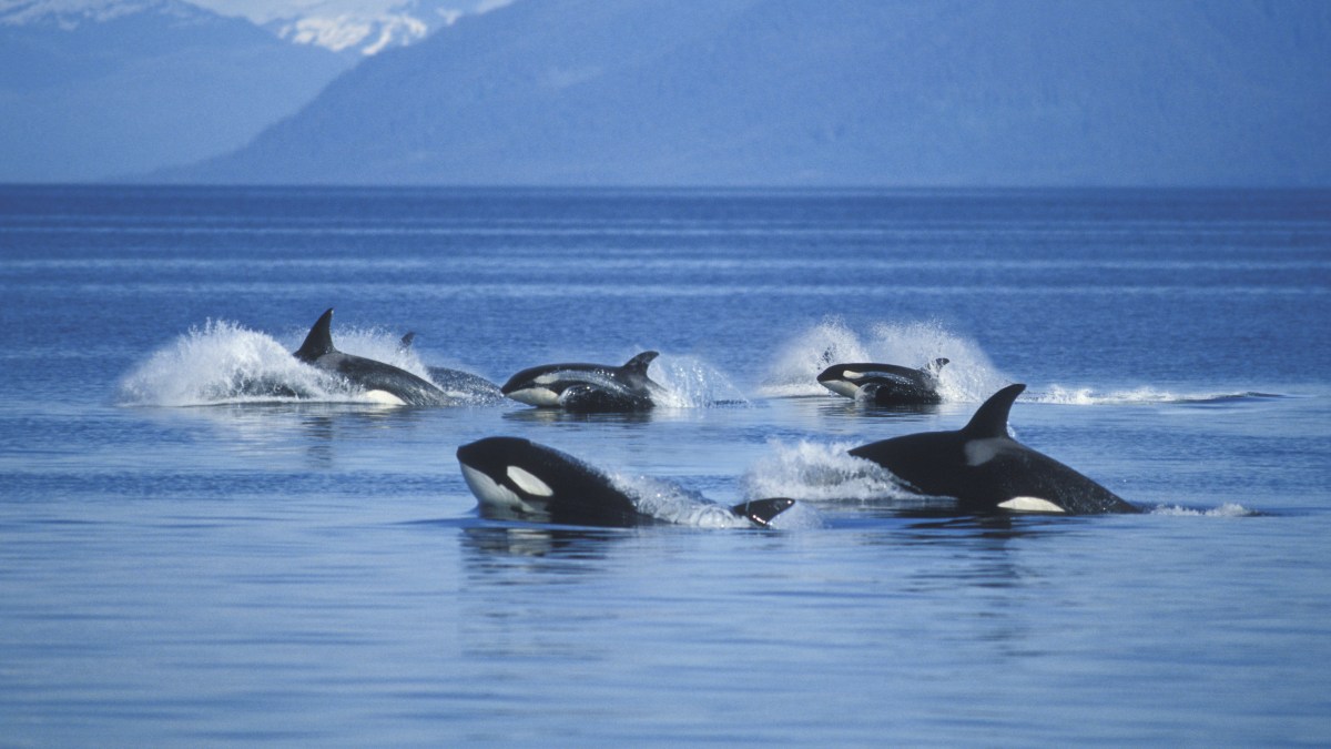 Are cannibal killer whales to blame for dorsal fins found on beach?