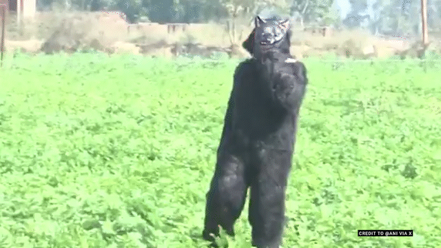 Indian farmers turn to bear costumes to scare monkeys