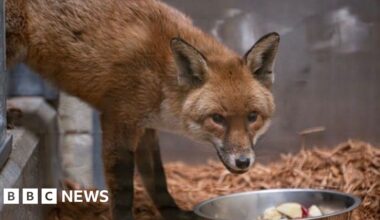 Sly fox sneaks on to cargo ship in Southampton and arrives in New York - BBC