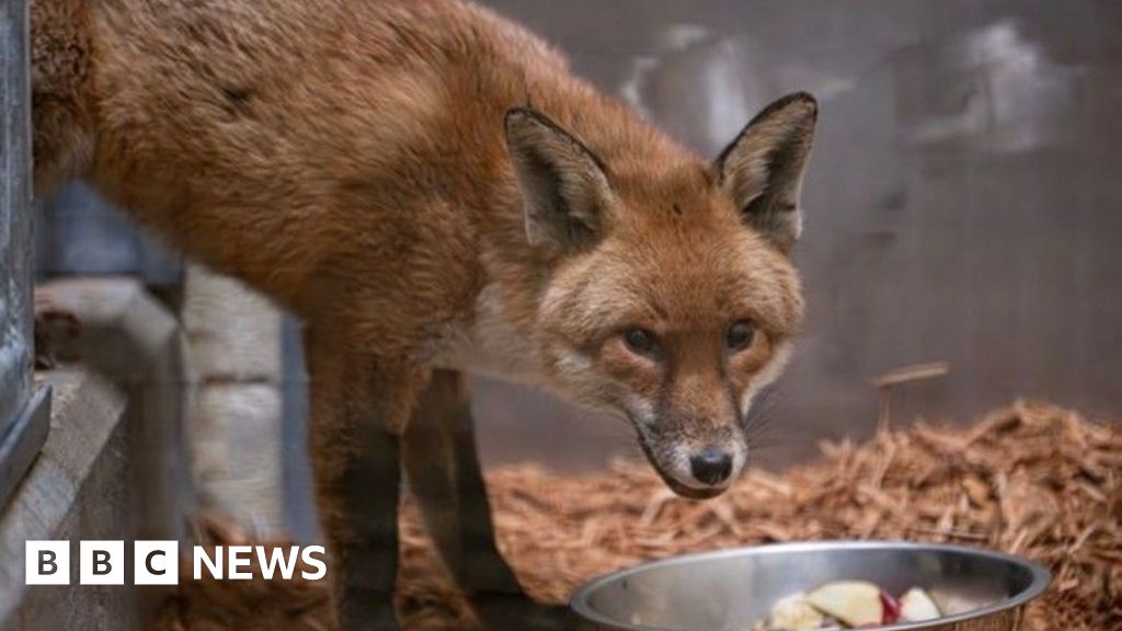 Sly fox sneaks on to cargo ship in Southampton and arrives in New York - BBC