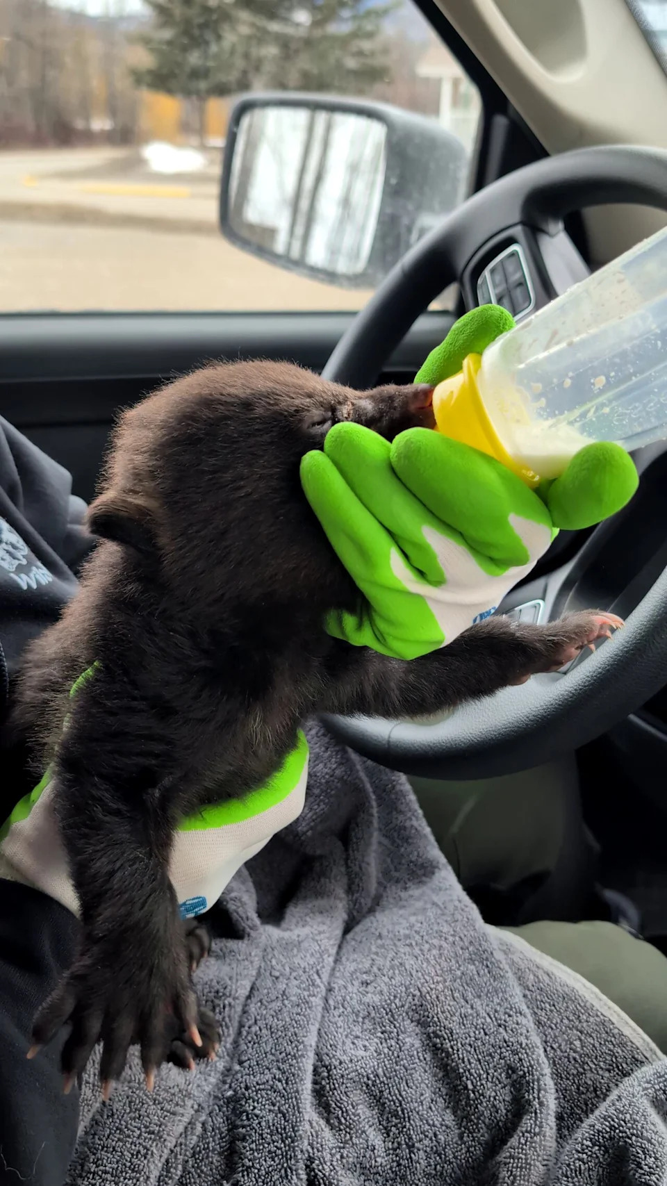 A black bear cub rescued from near Kamloops on March 23, 2026, is seen being fed on the way to the rescue in northwest B.C.