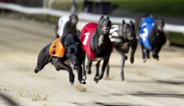 Ireland will not ban greyhound racing, despite Welsh and Scottish votes, minister says - The Irish Independent