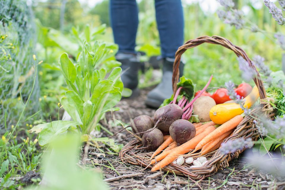 Growing your own produce won’t eliminate your grocery bill and can require some initial setup, but can make a difference. Photo: Getty.